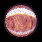 bubinga